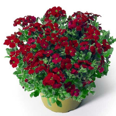 Семена обриеты Одри F1 красная 100 шт Syngenta Flowers, Разновидности: Красный, Фасовка: Проф упаковка 100 шт | Agriks