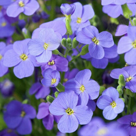 Насіння обрієти Одрі F1 небесно-синя 100 шт Syngenta Flowers, Різновиди: Небесно-синій, Фасовка: Проф упаковка 100 шт | Agriks