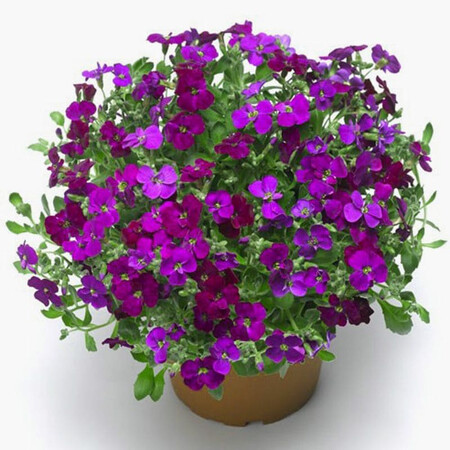 Насіння обрієти Одрі F1 темно-пурпурова 100 шт Syngenta Flowers, Різновиди: Темно-пурпурний, Фасовка: Проф упаковка 100 шт | Agriks