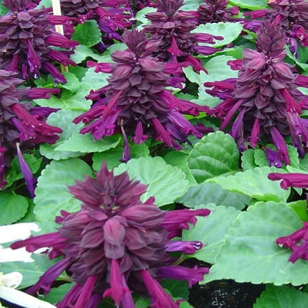 Семена сальвии Кампай Purple Kitano Seeds 1 гр, Разновидности: Purple, Фасовка: Проф упаковка 1 г | Agriks