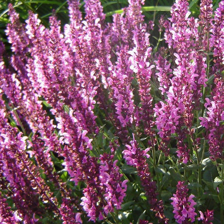 Насіння сальвії Мерло рожева 100 шт Syngenta Flowers, Різновиди: Рожевий, Фасовка: Проф упаковка 100 шт | Agriks