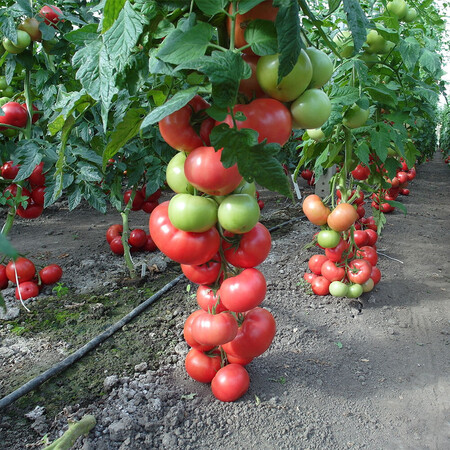 Насіння томату індетермінантного Пінк Делайт F1 Ergon від 100 шт, Фасовка: Проф упаковка 500 шт | Agriks