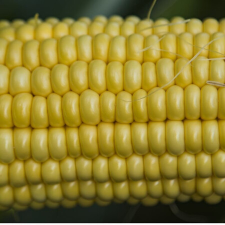 Семена кукурузы суперсладкой Астронавт F1 Snowy River от 50 гр, Фасовка: Проф упаковка 1 000 шт | Agriks