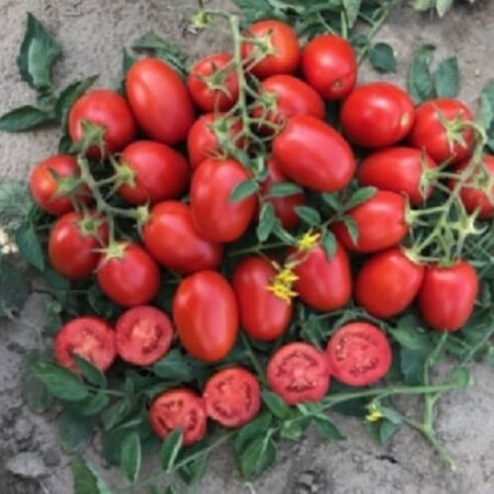 Насіння томату детермінантного 9985 F1 Spark Seeds 10 000 шт, Фасовка: Проф упаковка 10 000 шт | Agriks