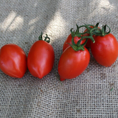 Насіння томату детермінантного ES 9340 F1 Ergon 500 шт | Agriks