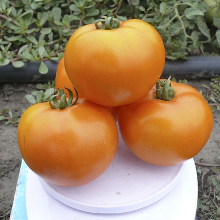 Насіння томату детермінантного Солідо F1 Spark Seeds 500 шт, Фасовка: Проф упаковка 2 500 шт | Agriks