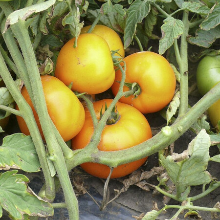 Насіння томату детермінантного Світ Сан F1 Spark Seeds 500 шт, Фасовка: Проф упаковка 2 500 шт | Agriks