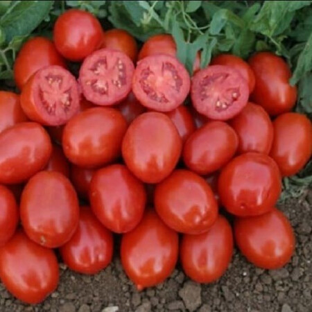 Насіння томату детермінантного 1311 F1 Lark Seeds 5 000 шт, Фасовка: Середня упаковка 5 000 шт | Agriks
