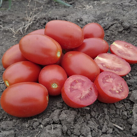 Насіння томату детермінантного 9905 F1 Spark Seeds від 500 шт, Фасовка: Проф упаковка 5 000 шт | Agriks