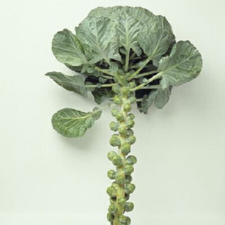 Семена капусты брюссельской Бриллиант Hazera 2 500 шт, Фасовка: Проф упаковка 1 000 шт | Agriks