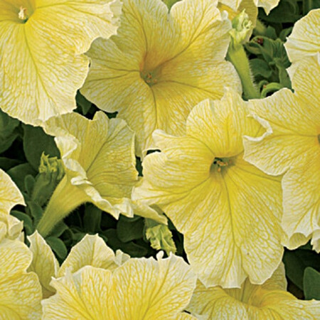 Петунии Амфора Yellow Kitano Seeds от 500 шт, Разновидности: Yellow, Фасовка: Проф упаковка 500 шт | Agriks