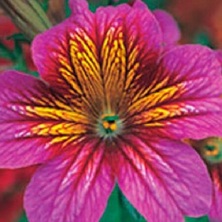 Семена сальпиглоссиса Либра Purple Bicolour Kitano Seeds 100 шт, Разновидности: Purple Bicolour, Фасовка: Проф упаковка 100 шт | Agriks