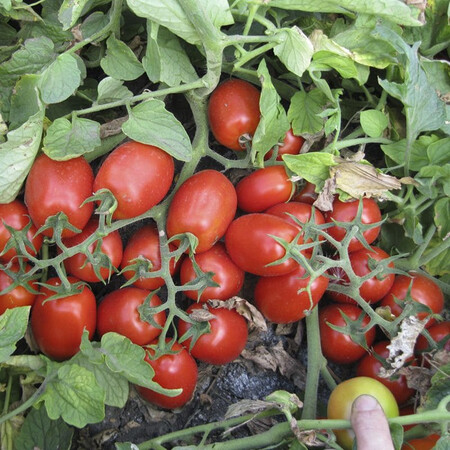 Насіння томату детермінантного 3402 F1 Heinz від 500 шт, Фасовка: Проф упаковка 50 000 шт | Agriks
