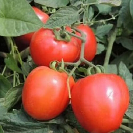 Насіння томату детермінантного Рані F1 Libra Seeds (Erste Zaden) 1 000 шт | Agriks