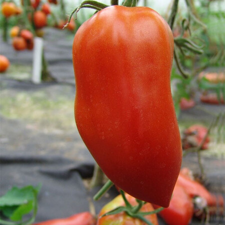 Насіння томату індетермінантного Хуго Moravoseed 10 гр, Фасовка: Проф упаковка 10 г | Agriks