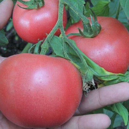 Насіння томату індетермінантного Розі Пінк F1 Libra Seeds (Erste Zaden) 250 шт, Фасовка: Проф упаковка 1 000 шт | Agriks