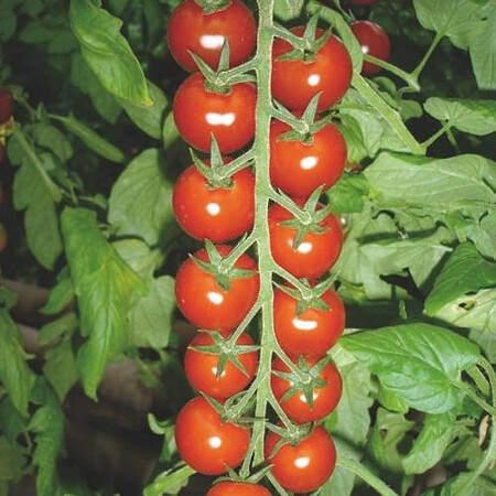 Насіння томату індетермінантного Сакура F1 Enza Zaden від 5 шт, Фасовка: Проф упаковка 500 шт | Agriks