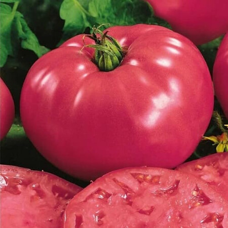 Насіння томату напівдетермінантного Розарій F1 Libra Seeds (Erste Zaden) 250 шт, Фасовка: Проф упаковка 1 000 шт | Agriks
