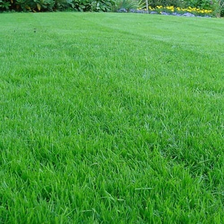 Газонная трава Английский сад 400 г, Фасовка: Проф упаковка 800 г | Agriks