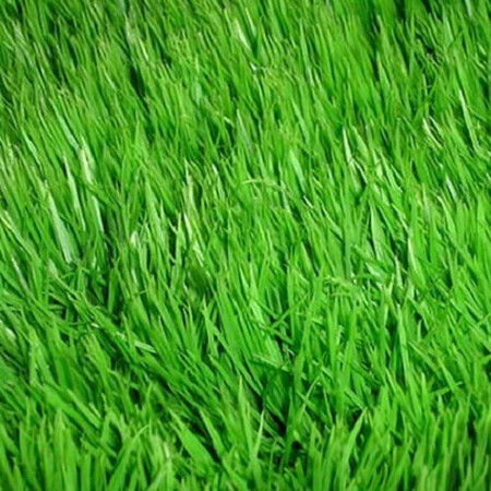 Газонная трава Дюймовочка /Thamberlina DLF Trifolium (Дания) от 1 кг, Фасовка: Проф упаковка 1 кг | Agriks