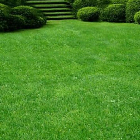 Газонная трава Парковай DLF Trifolium (Дания) 100 г | Agriks
