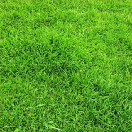 Газонная трава Универсальная DLF Trifolium (Дания) от 100 г, Фасовка: Проф упаковка 100 г | Agriks