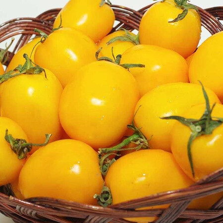 Насіння томату детермінантного Єллоу Рівер F1 United Genetics 10 шт, Фасовка: Проф упаковка 100 шт | Agriks