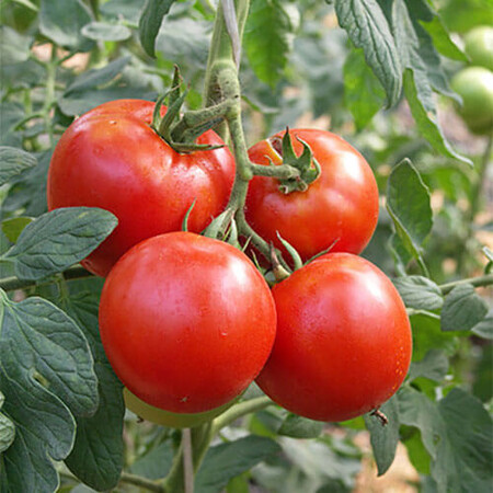 Насіння томату індетермінантного Президент II F1 Seminis від 10 шт, Фасовка: Проф упаковка 250 шт | Agriks