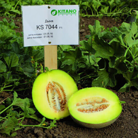 Семена дыни КС 7044 F1 Kitano Seeds от 100 шт, Фасовка: Проф упаковка 1 000 шт | Agriks