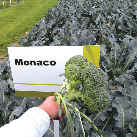 Семена капусты брокколи Монако F1 Syngenta от 20 шт, Фасовка: Мини упаковка 20 шт | Agriks