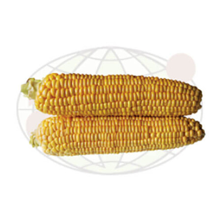 Семена кукурузы сахарной АGX 11-195 F1 Аgri Saaten 5 000 шт, Фасовка: Проф упаковка 5 000 шт | Agriks
