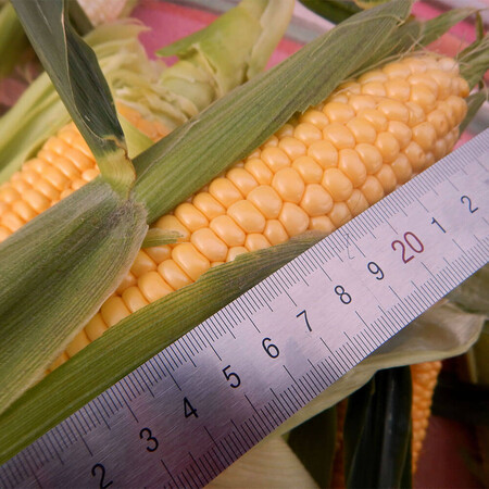 Насіння кукурудзи цукрової Орландо (Візантія) F1 МНАГОР від 50 шт, Фасовка: Проф упаковка 4 000 шт | Agriks