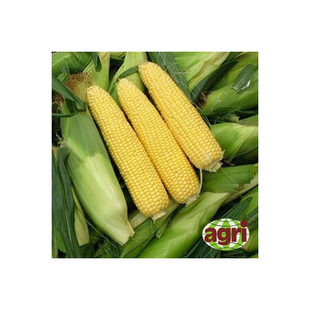 Семена кукурузы сахарной Сириус F1 Аgri Saaten от 1 000 шт, Фасовка: Проф упаковка 5 000 шт | Agriks