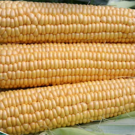 Семена кукурузы сахарной Свит Наггет F1 Аgri Saaten от 1 000 шт, Фасовка: Проф упаковка 5 000 шт | Agriks