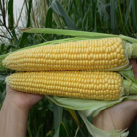 Семена кукурузы сахарной Тести Дрим F1 Аgri Saaten 5 000 шт, Фасовка: Проф упаковка 5 000 шт | Agriks