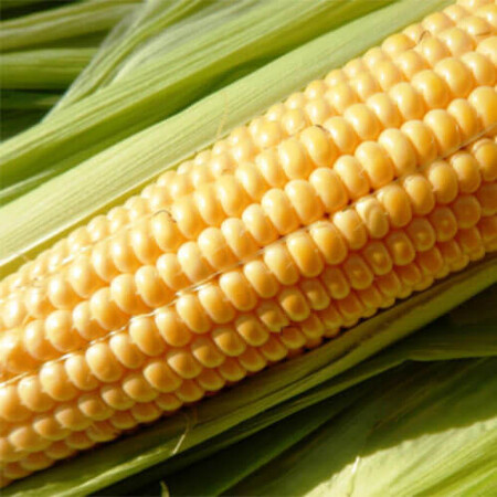 Семена кукурузы сахарной Гермиона (Юрмала) F1 МНАГОР от 50 шт, Фасовка: Проф упаковка 100 000 шт | Agriks