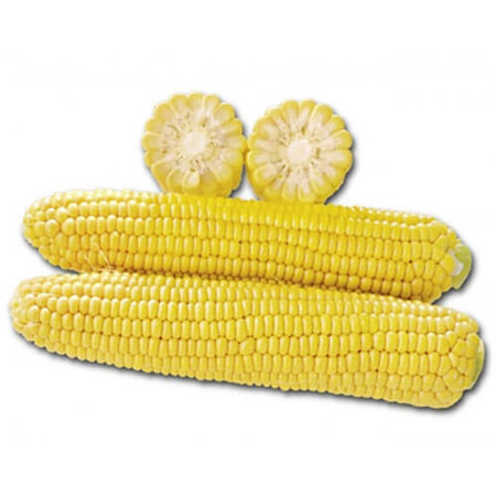 Насіння кукурудзи цукрової 1010 F1 Lark Seeds від 2 500 шт, Фасовка: Проф упаковка 25 000 шт | Agriks