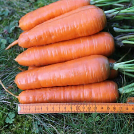 Насіння моркви Альтона F1 Аgri Saaten від 25 000 шт, Фасовка: Проф упаковка 25 000 шт | Agriks