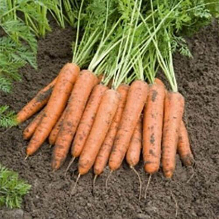 Семена моркови Берлин F1 Bejo от 100 000 шт (1,6-1,8), Фасовка: Проф упаковка 100 000 шт (1,6 - 1,8) | Agriks