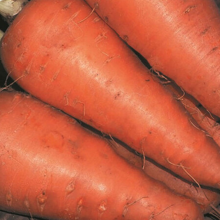 Семена моркови Катрин Аgri Saaten от 50 г, Фасовка: Проф упаковка 50 г | Agriks