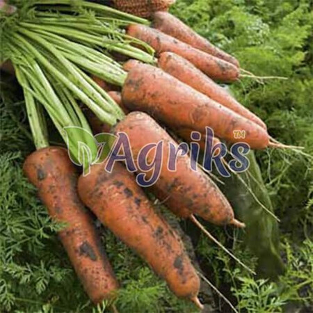Насіння моркви Кордоба F1 Bejo від 1 г, Фасовка: Середня упаковка 10 г | Agriks