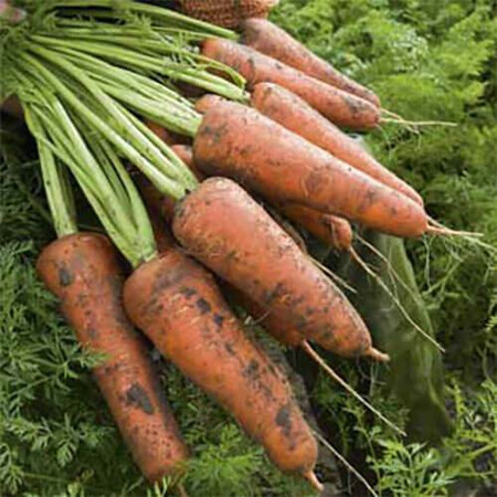 Семена моркови Кордоба F1 Bejo от 1 г, Фасовка: Проф упаковка 100 000 шт (1,6 - 1,8) | Agriks