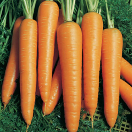 Семена моркови Вита Лонга Bejo 50 г, Фасовка: Проф упаковка 50 г | Agriks