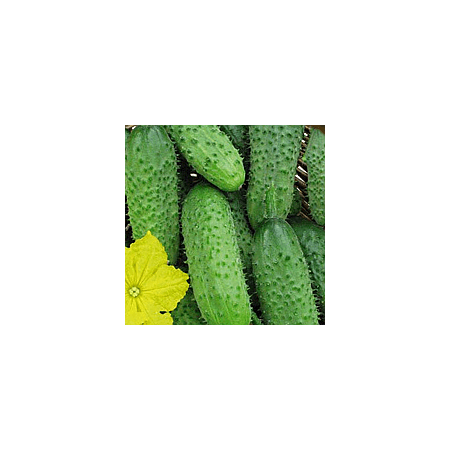 Семена огурца Крион F1 Аgri Saaten от 100 шт, Фасовка: Проф упаковка 1 000 шт | Agriks