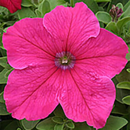 Семена петунии Виртуоз Bright Rose Kitano Seeds 500 драже, Разновидности: Bright Rose, Фасовка: Проф упаковка 1 000 шт | Agriks