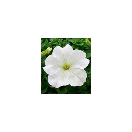 Семена петунии Виртуоз White Kitano Seeds 1000 драже, Разновидности: White, Фасовка: Проф упаковка 1 000 шт | Agriks