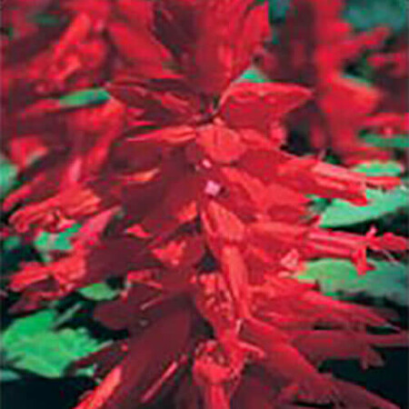 Оливер Red Kitano Seeds 1 гр, Разновидности: Red, Фасовка: Проф упаковка 1 г | Agriks