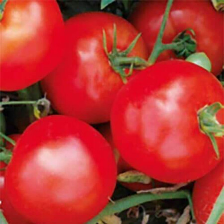 Насіння томату детермінантного 1502 F1 Spark Seeds від 500 шт, Фасовка: Проф упаковка 500 шт | Agriks
