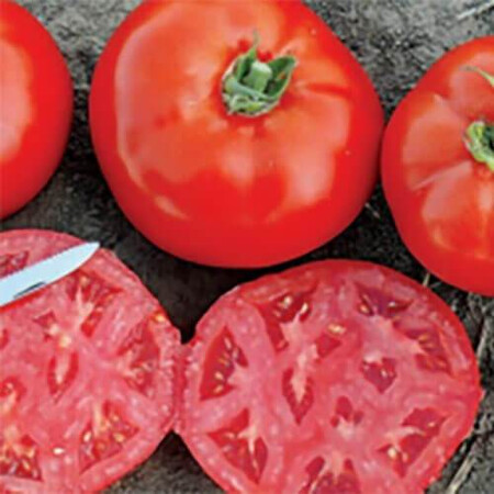 Насіння томату детермінантного 1504 F1 Spark Seeds від 500 шт, Фасовка: Проф упаковка 5 000 шт | Agriks