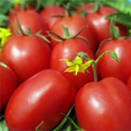 Насіння томату детермінантного 1509 F1 Lark Seeds від 500 шт, Фасовка: Проф упаковка 5 000 шт | Agriks